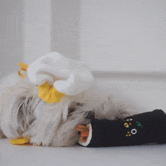 Dog playing with mini gimbap nosework toy.