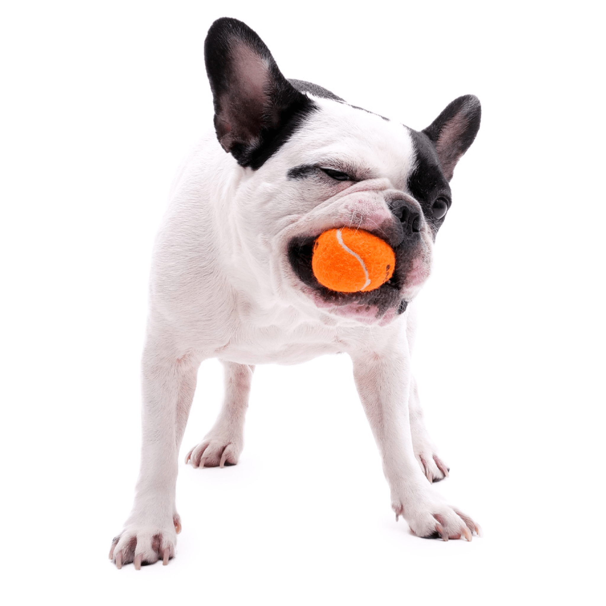 Cheese Ball Catch Toy Set