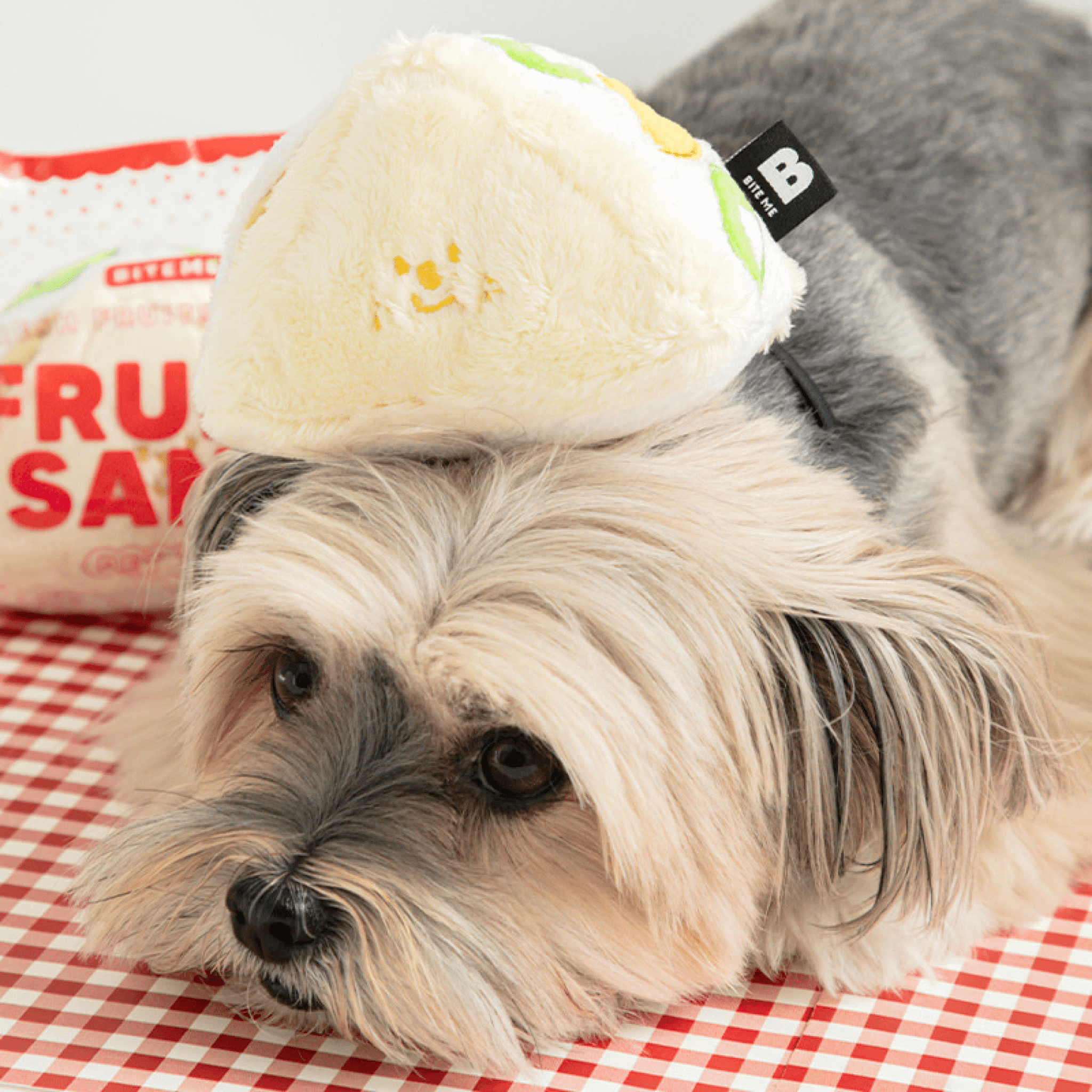 Fruit Sandwich Nosework Toy