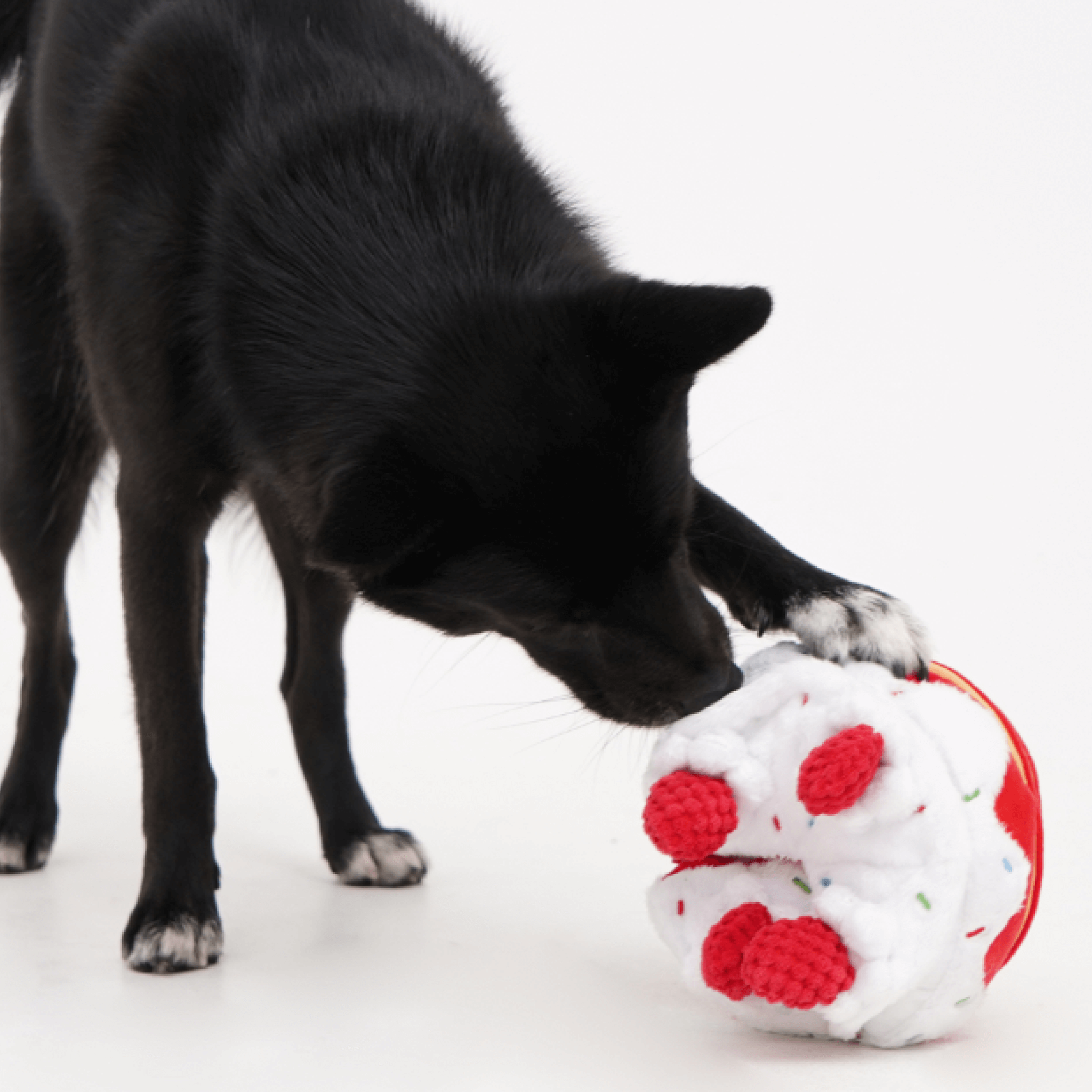 Cake Nosework Toy