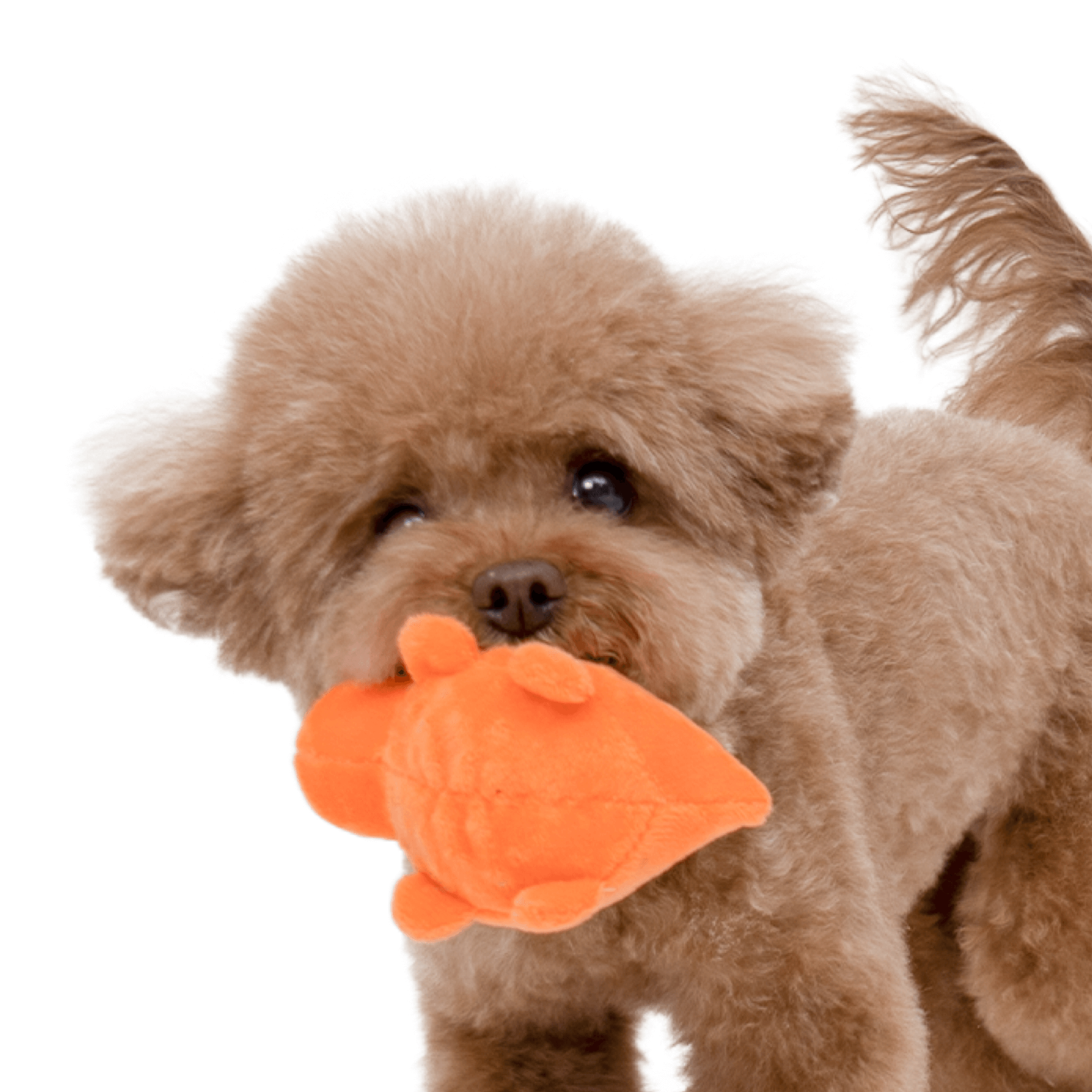 Baby Dinosaur Catch Toy