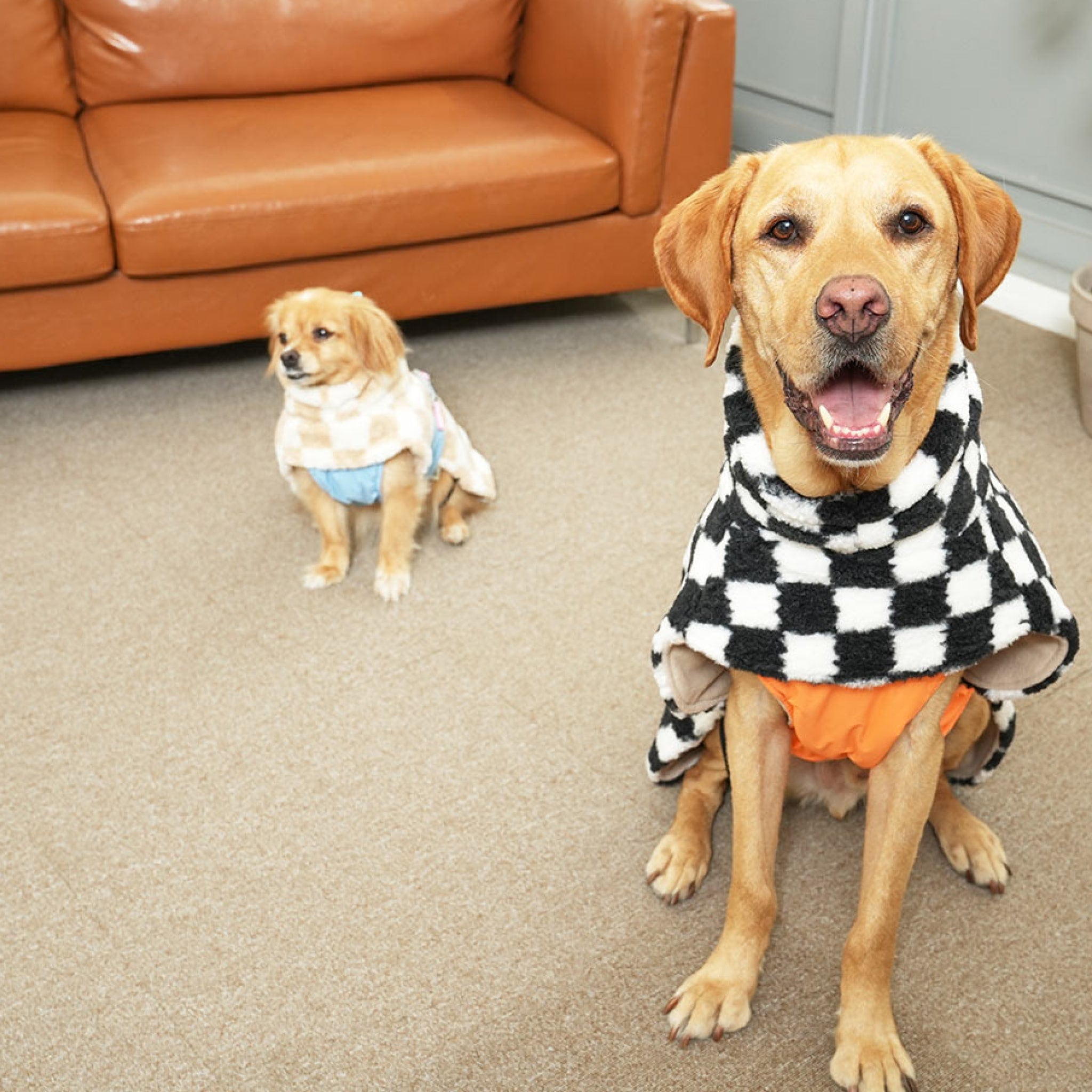 Small dog in beige and white chessboard fleece padding jacket and larger dog in black and white jacket.