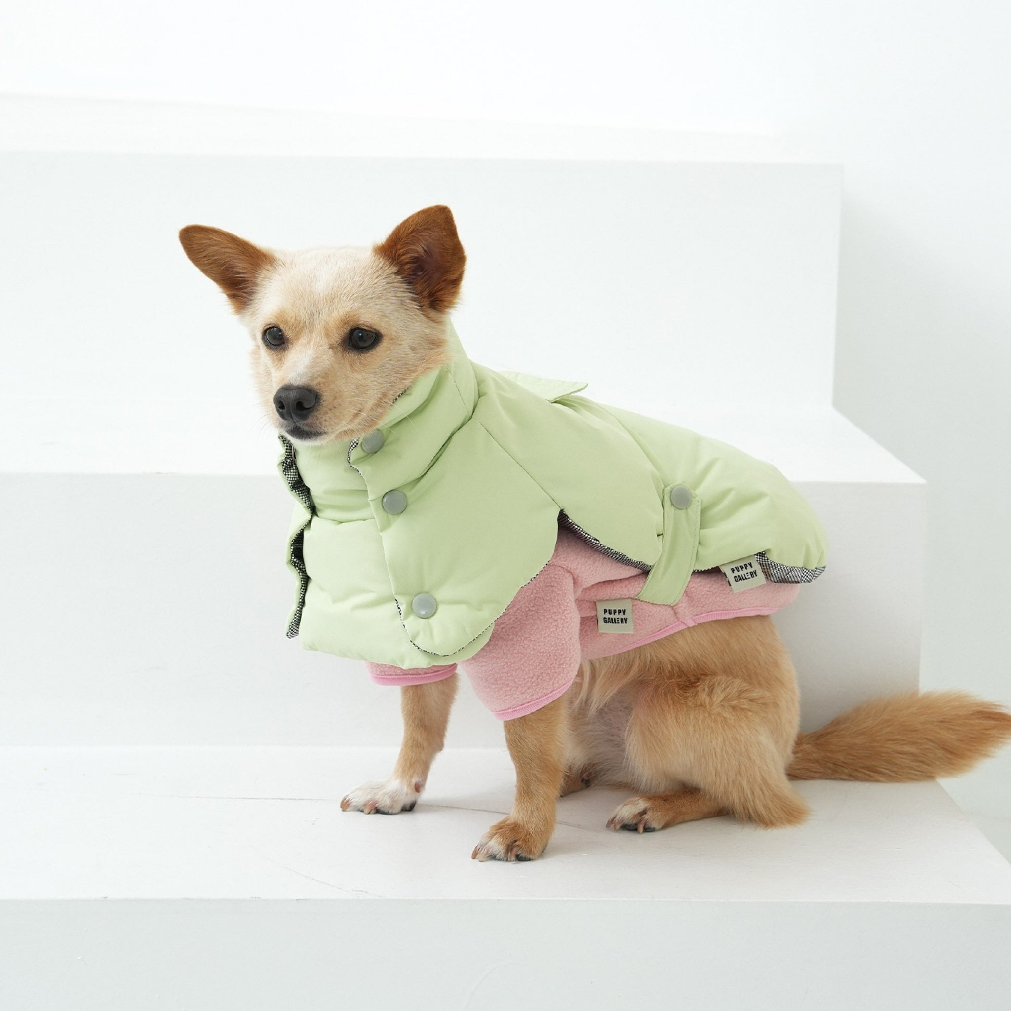Dog wearing the fleece neck warmer padded jacket set in green and pink