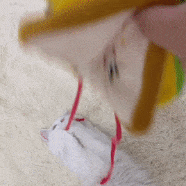 Cats love playing with the strings of this toy!