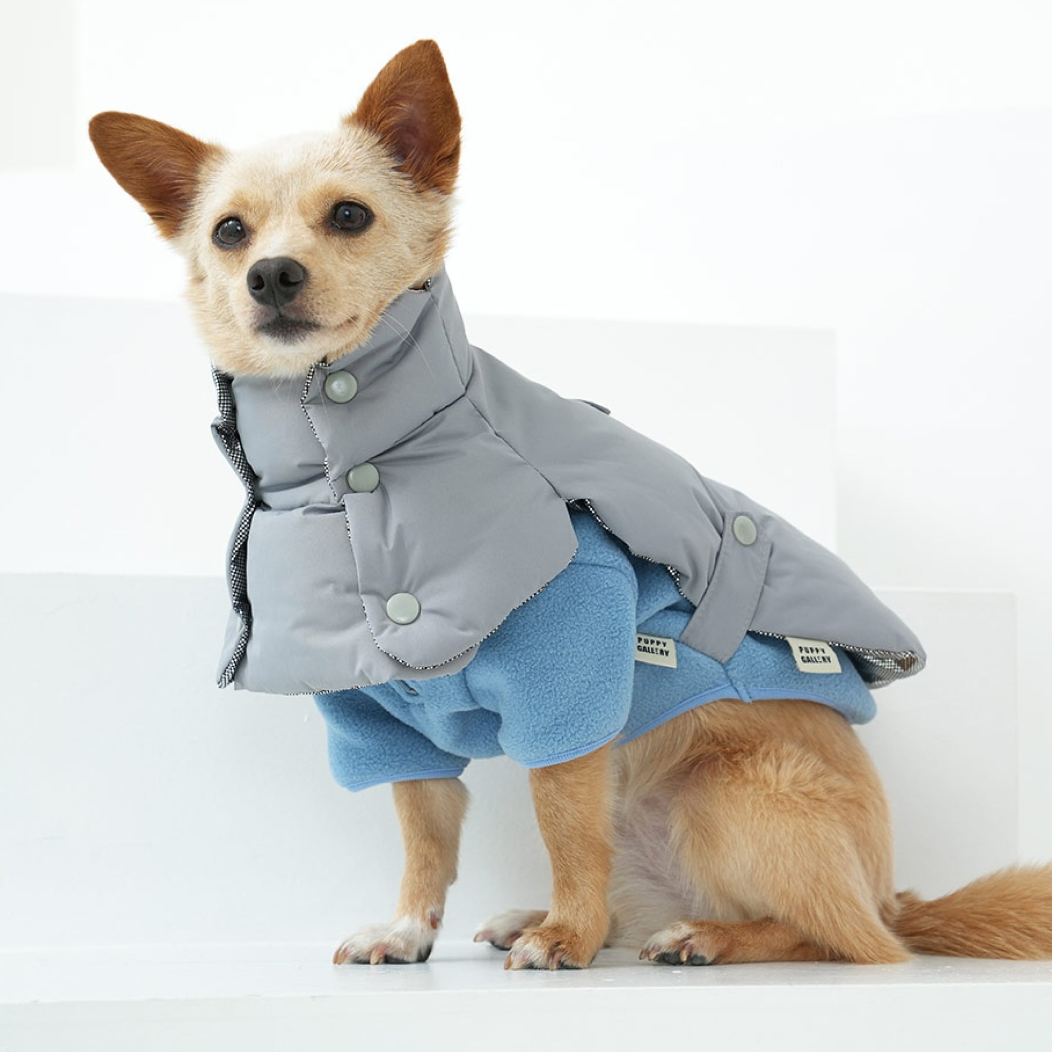 Dog wearing the fleece neck warmer padded jacket set in grey and blue