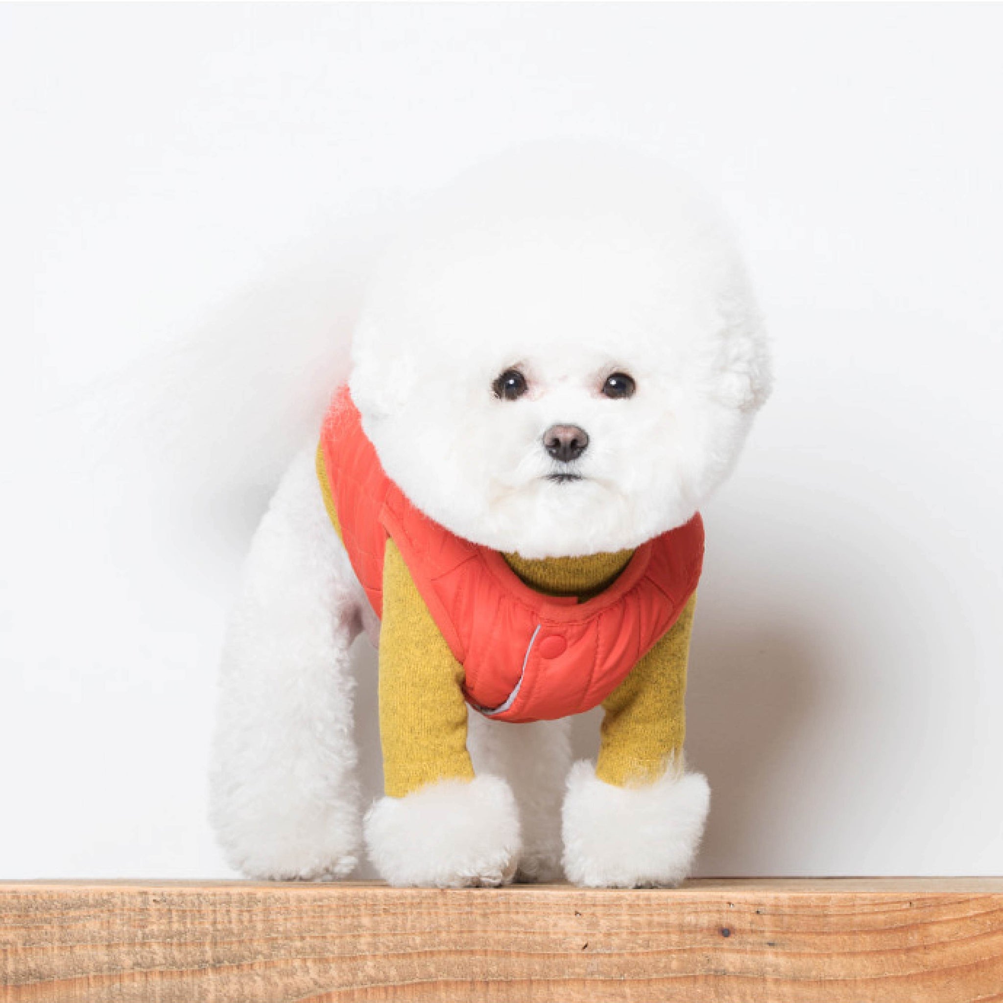Padded, reversible vest. Model is wearing a SM & weighs 6 pounds (2.8 kg).