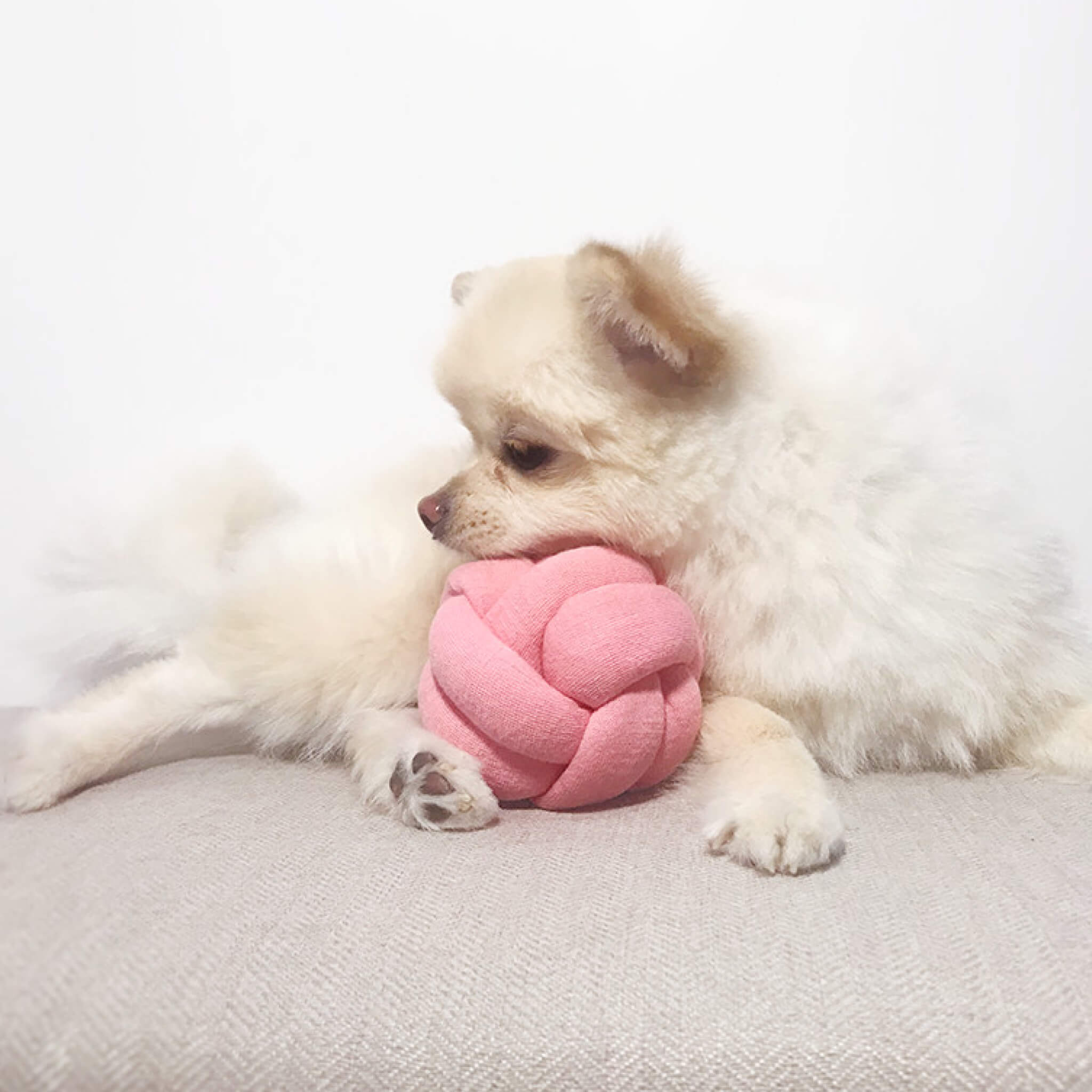 Dog with pink knotted ball toy.
