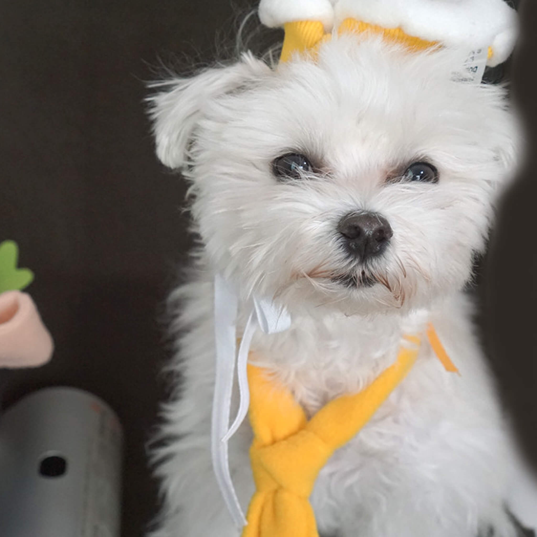 Dog wearing chef scarf & hat set.