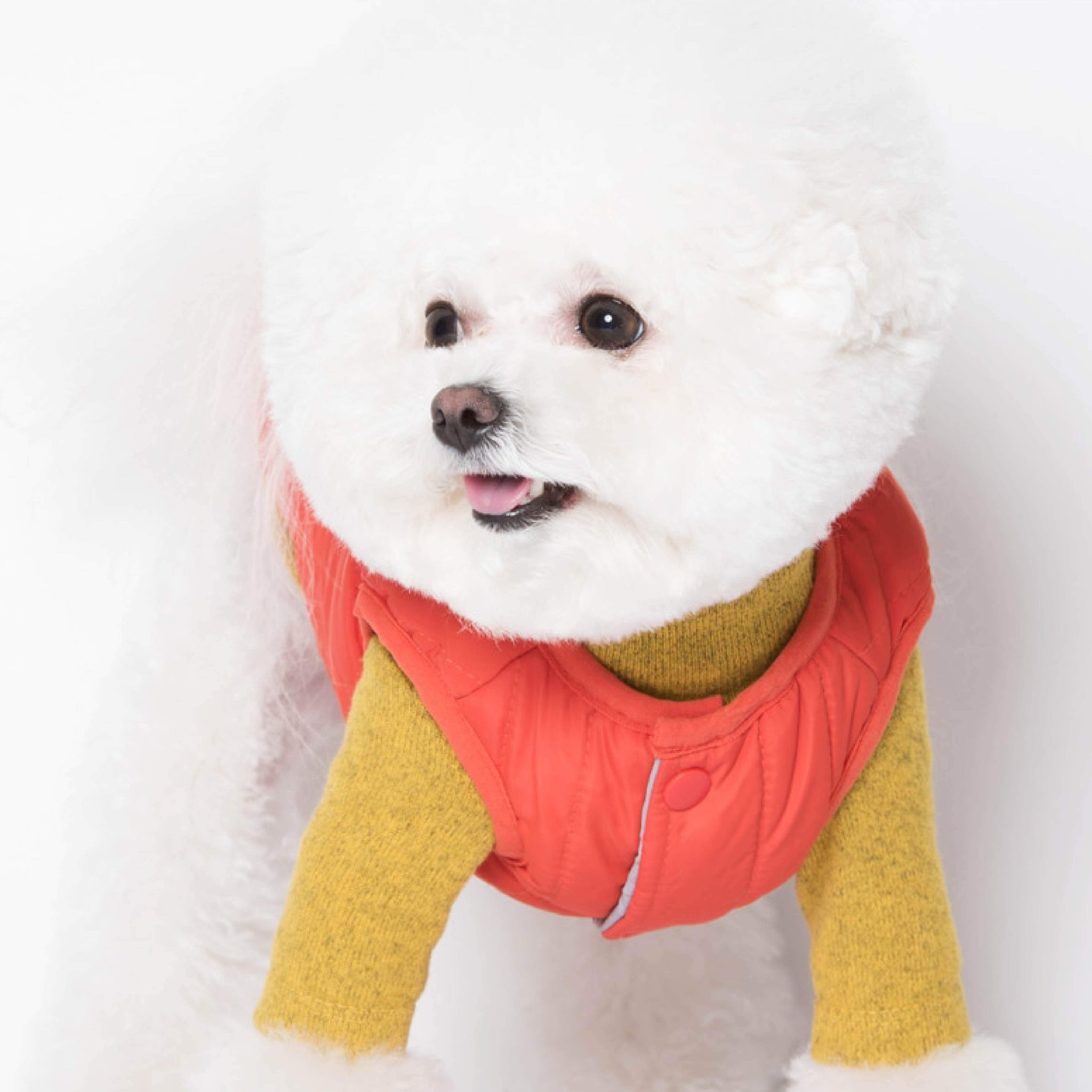 Padded, reversible vest. Model is wearing a SM & weighs 6 pounds (2.8 kg).