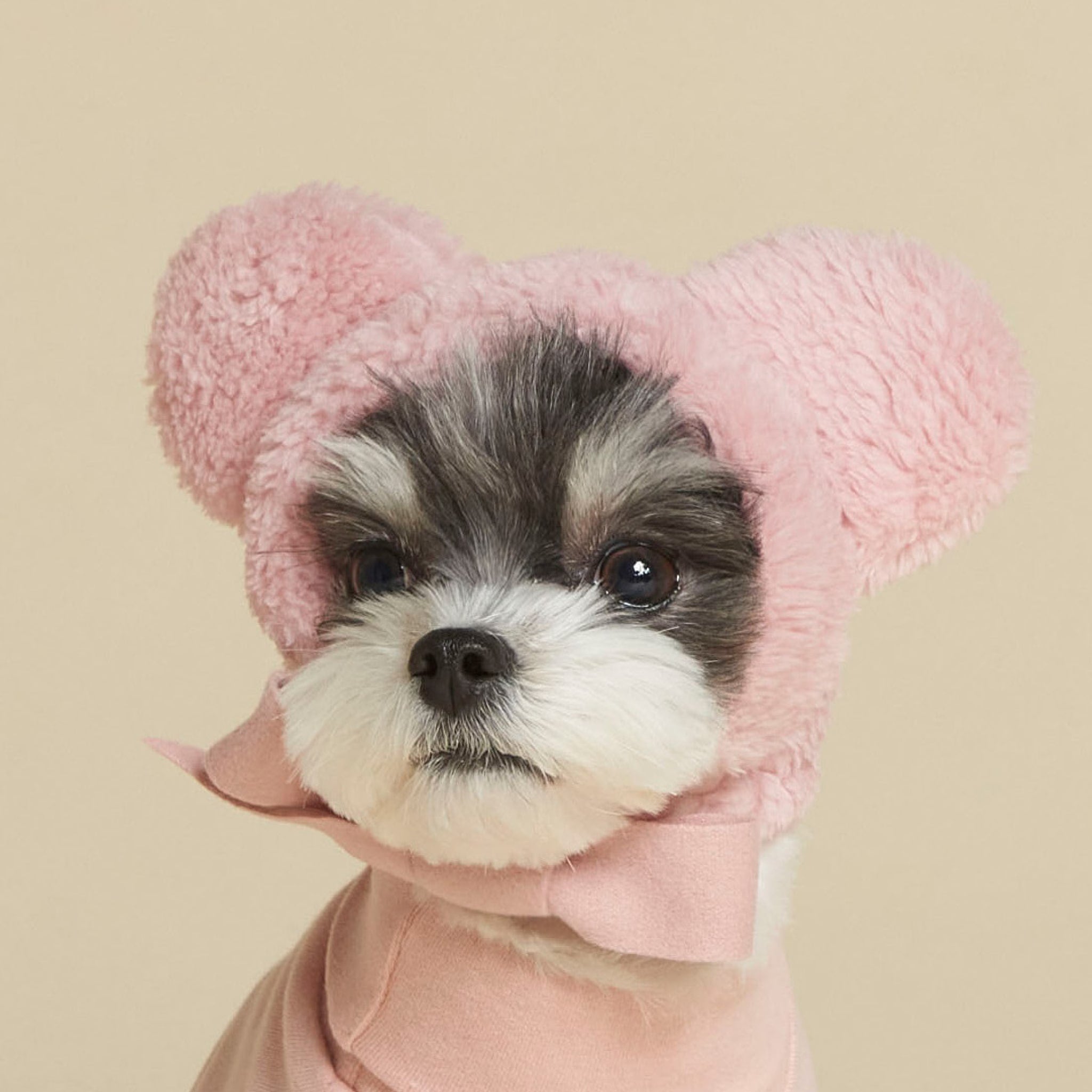 Dog wearing bear hat in pink