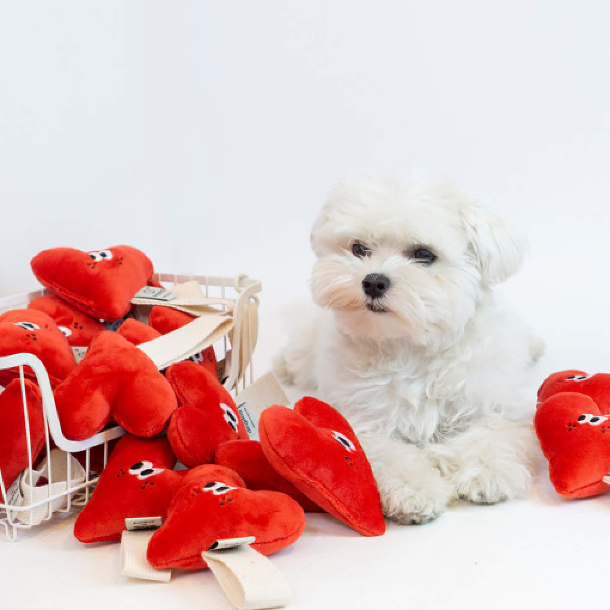 Dog with multiple heart toys.