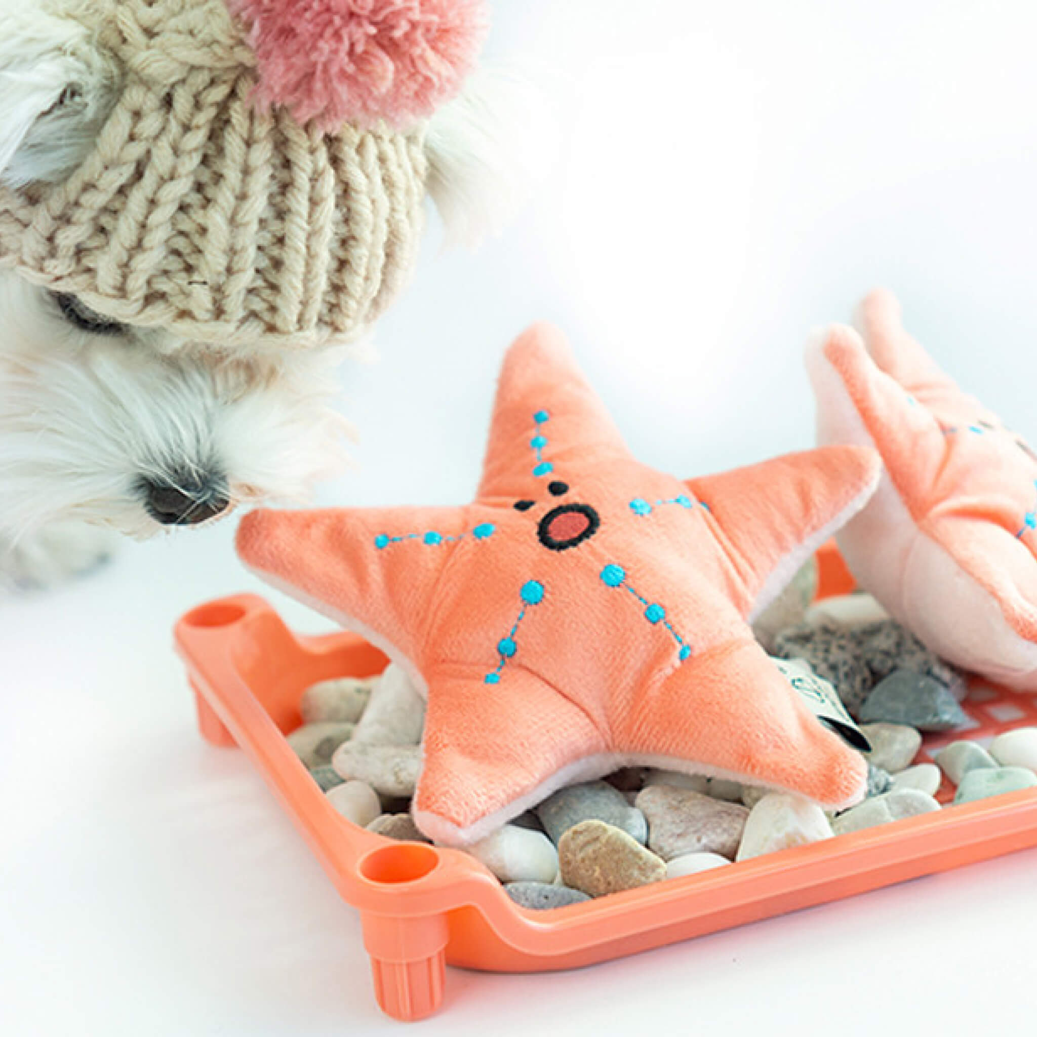 Dog sniffing starfish nosework toy.