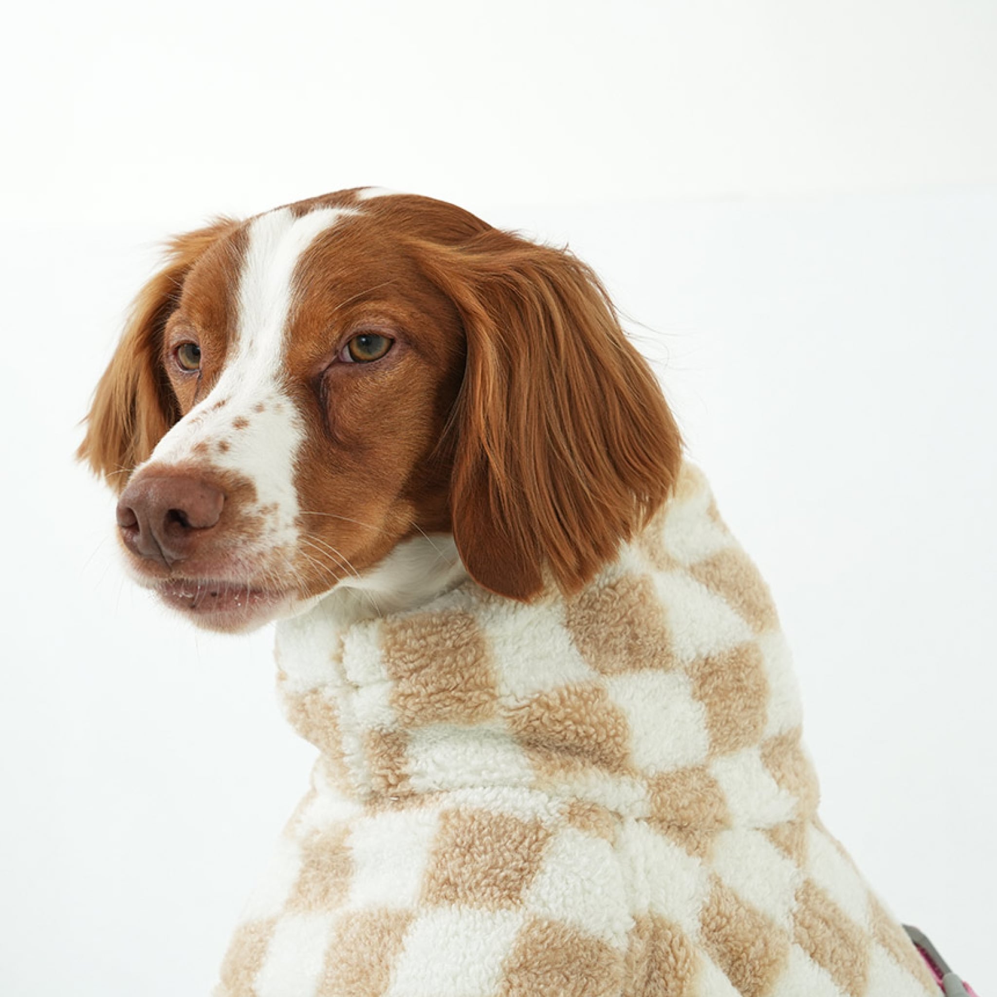 Dog wearing the beige and white checkerboard fleece padding jacket