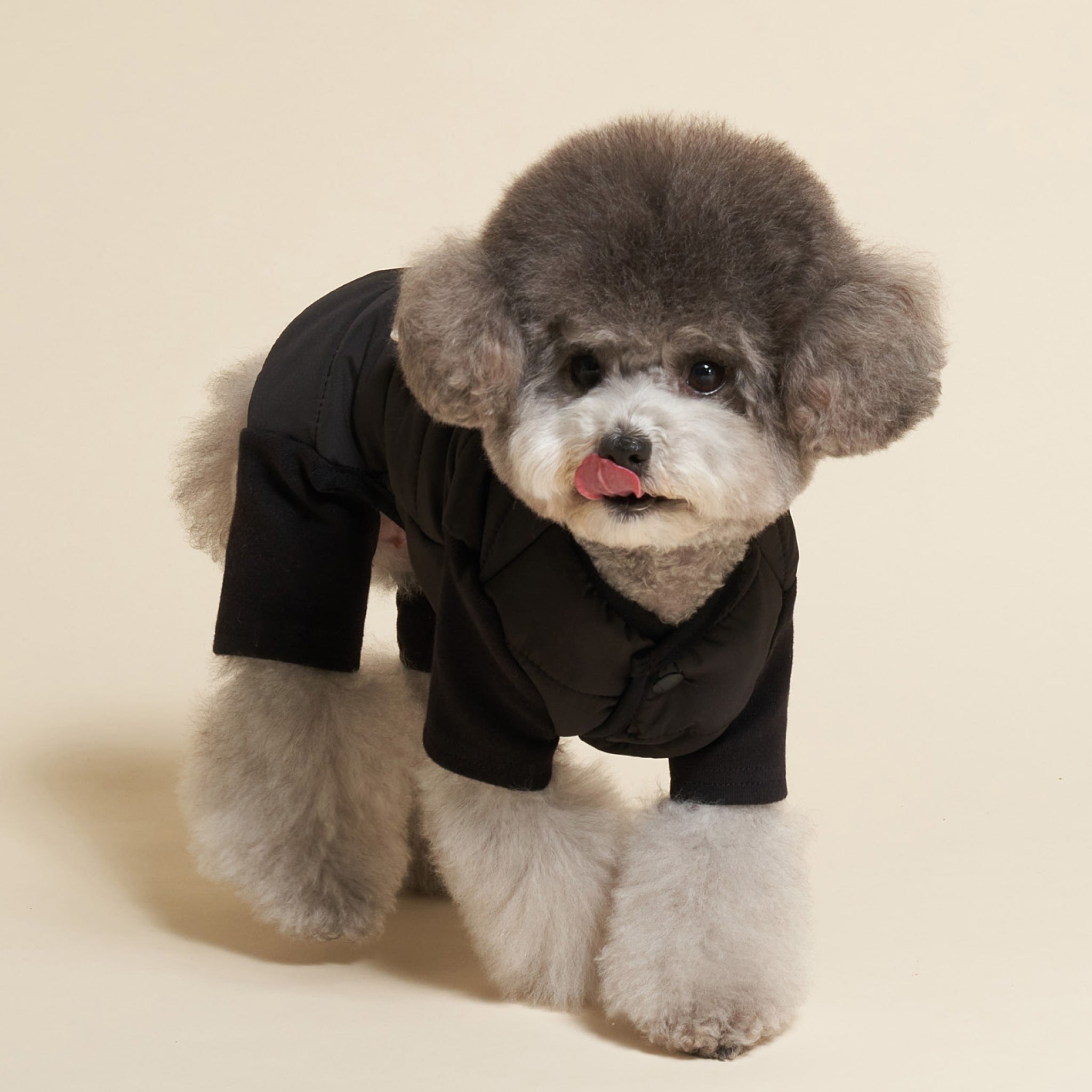 Dog wearing black padded bear jumpsuit while standing