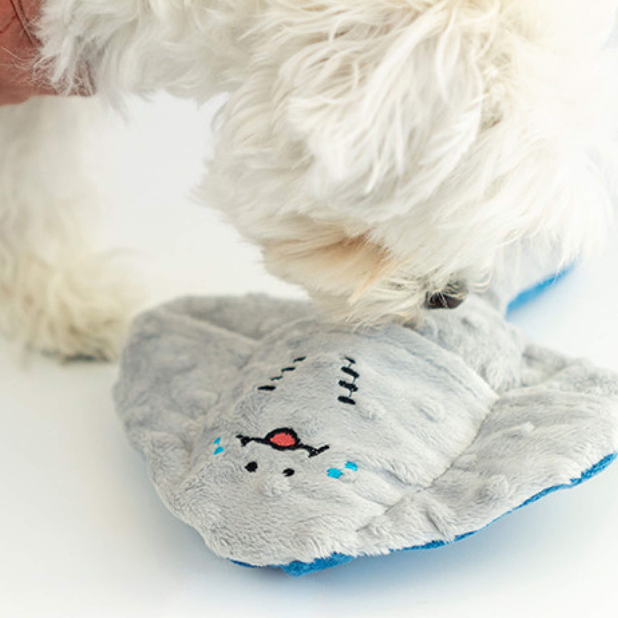 Dog with stingray nosework toy.