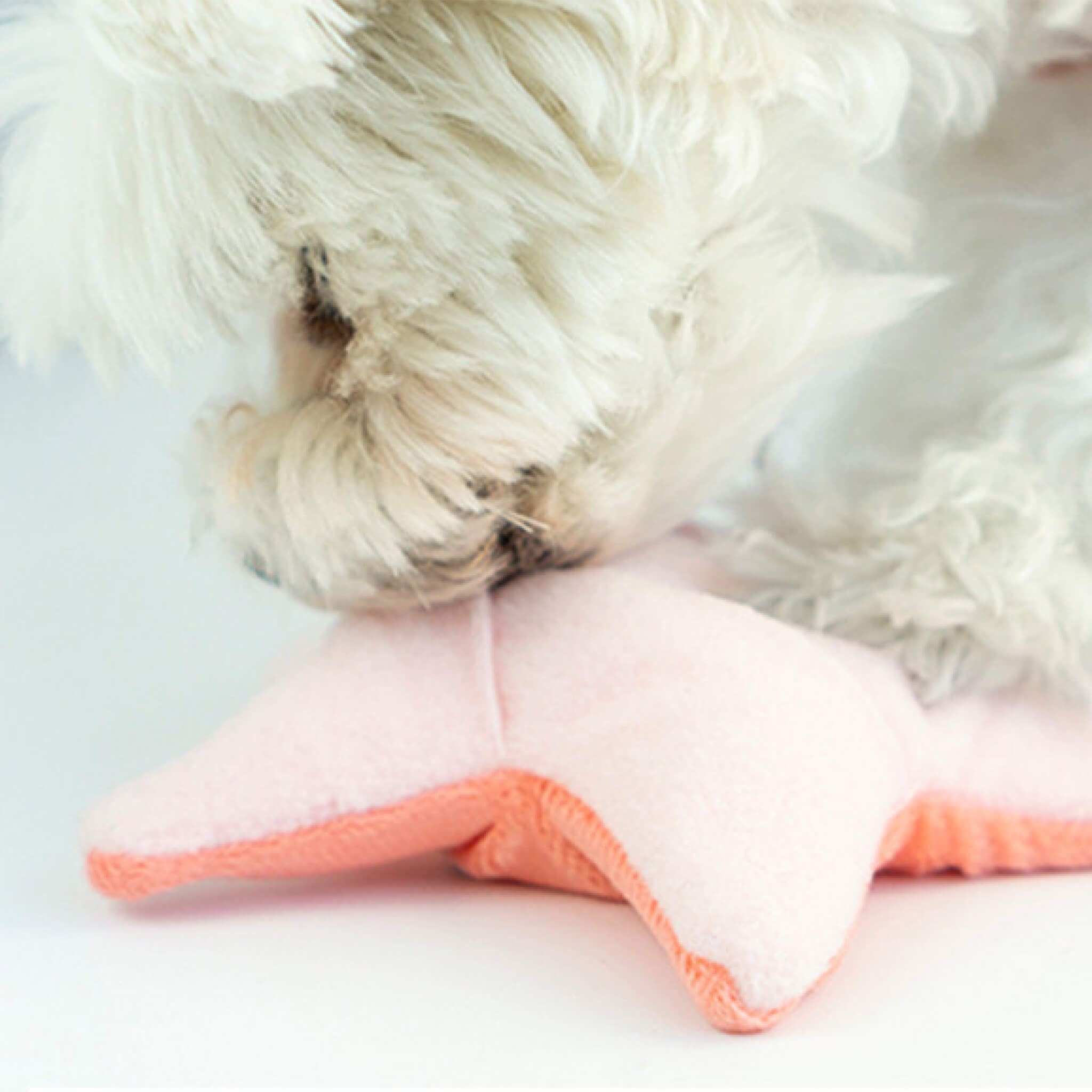 Dog playing with starfish nosework toy.