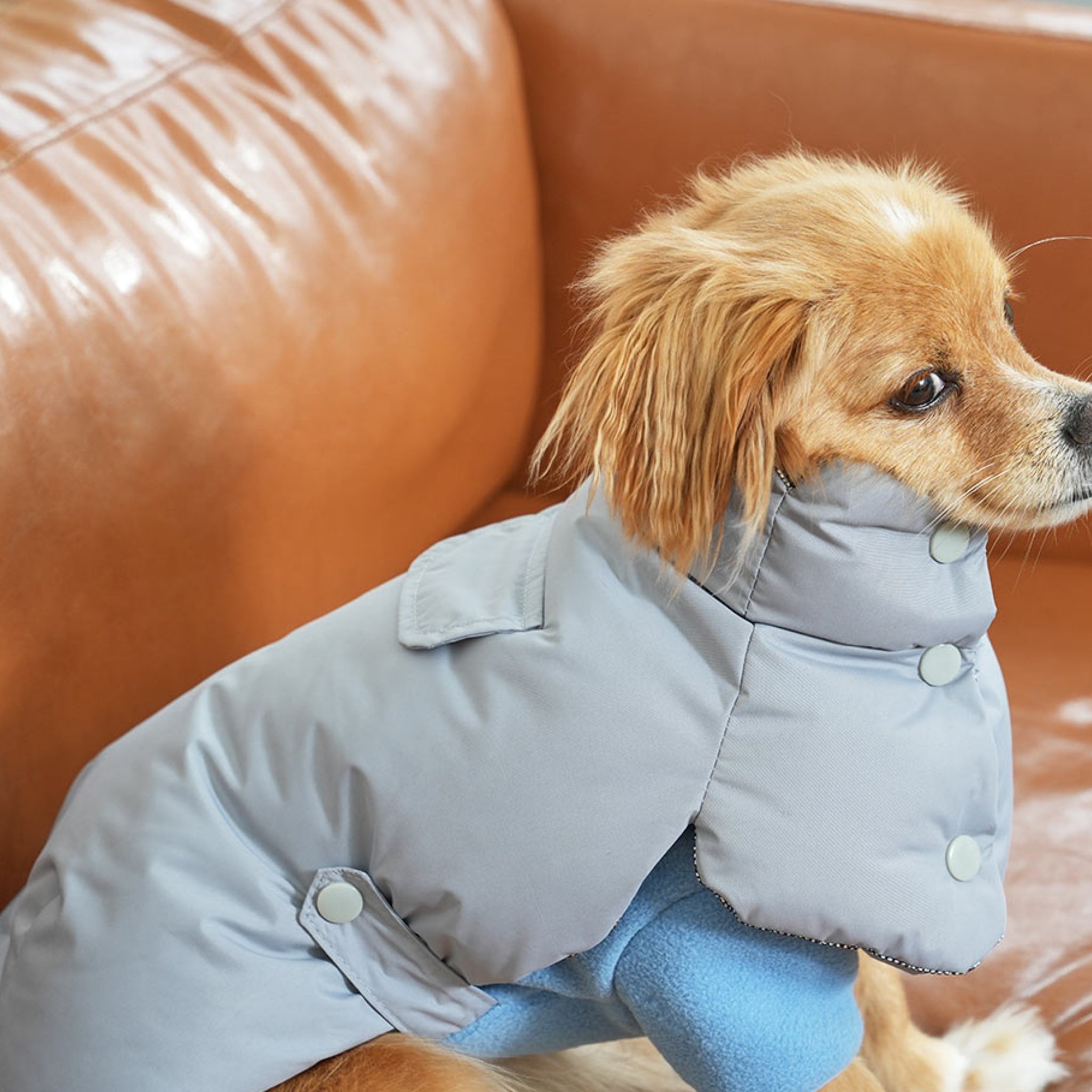 Dog wearing the fleece neck warmer padded jacket set in grey and blue