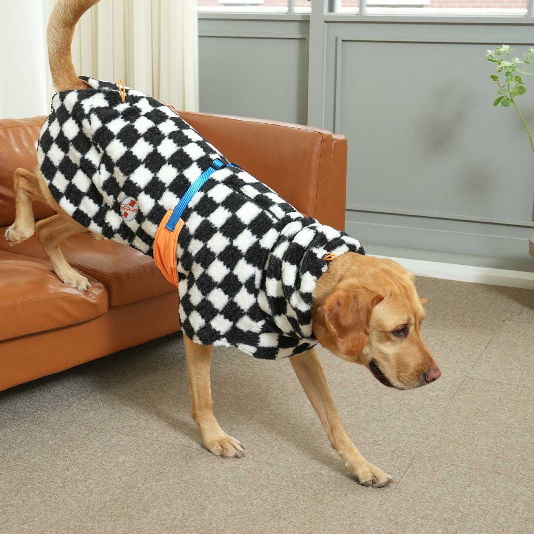 Dog wearing the black and white checkerboard fleece padding jacket