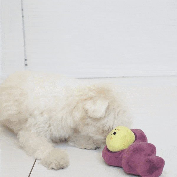 Dog playing with grape nosework toy.