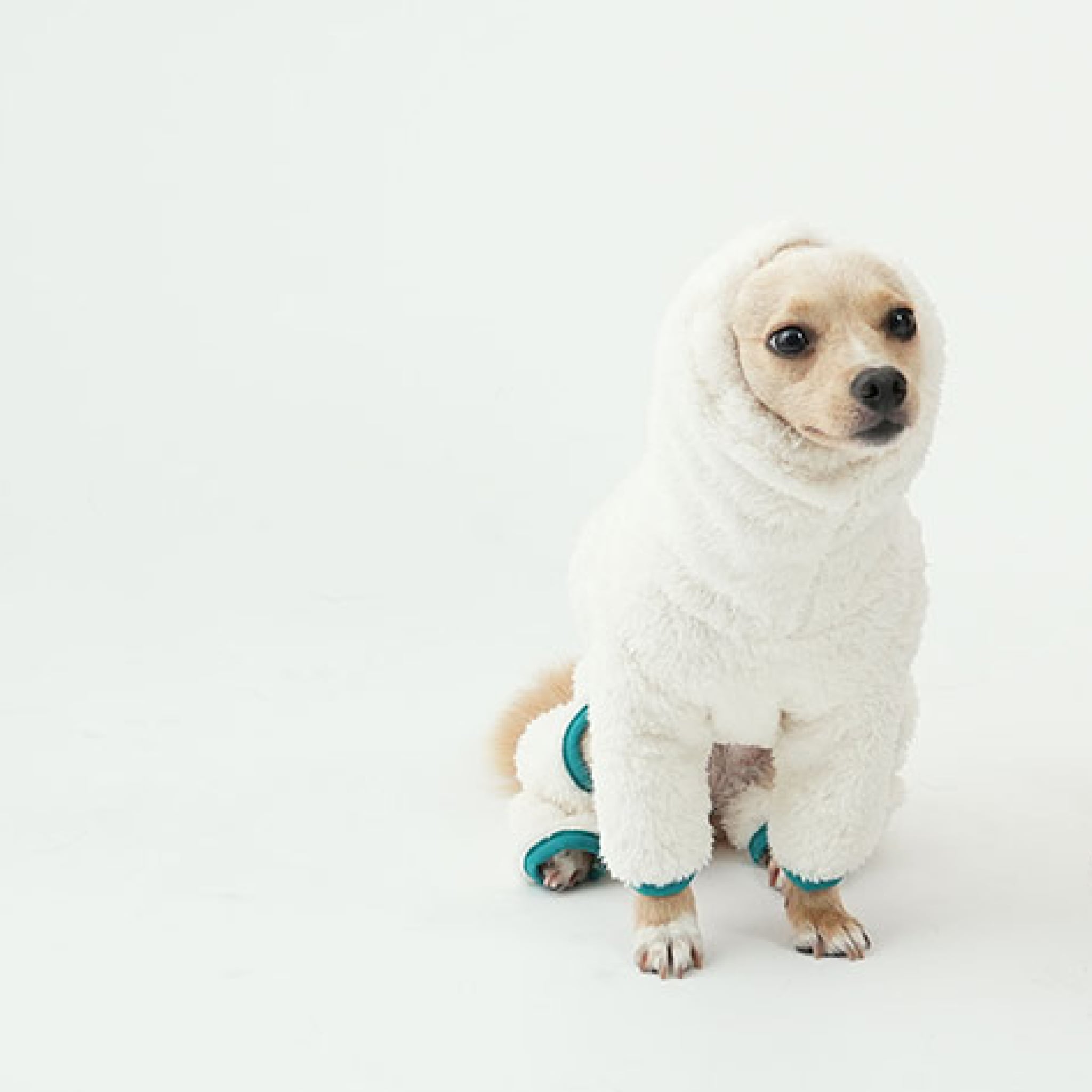 Dog wearing north fleece jumpsuit