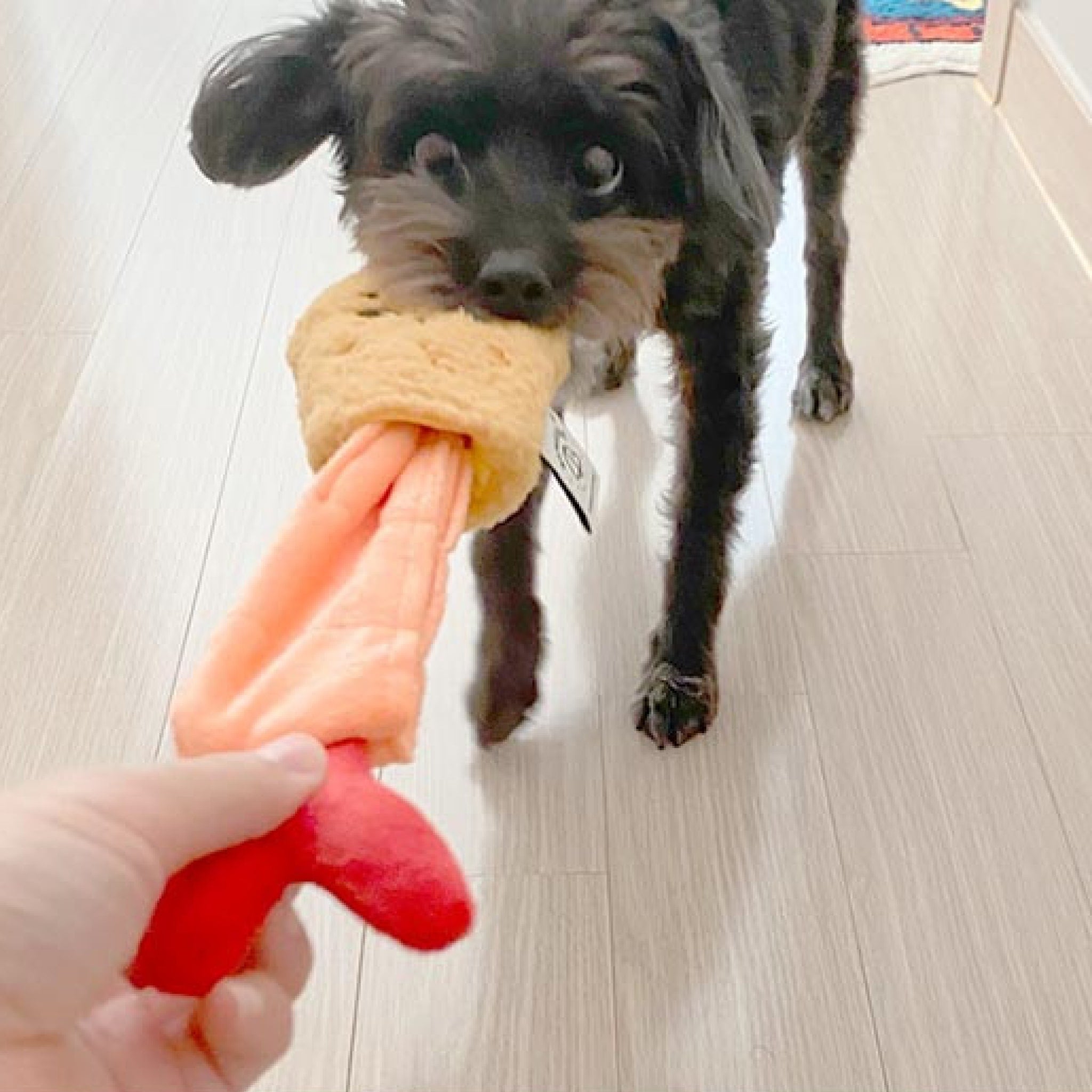 you can play tug with this toy