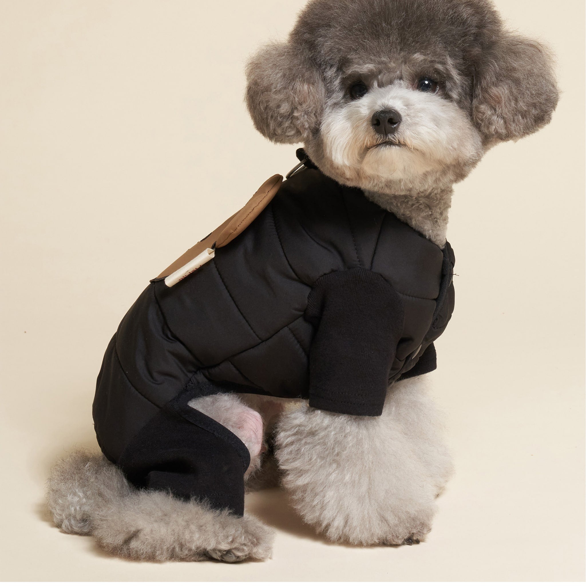 Dog wearing black padded bear jumpsuit while sitting side view