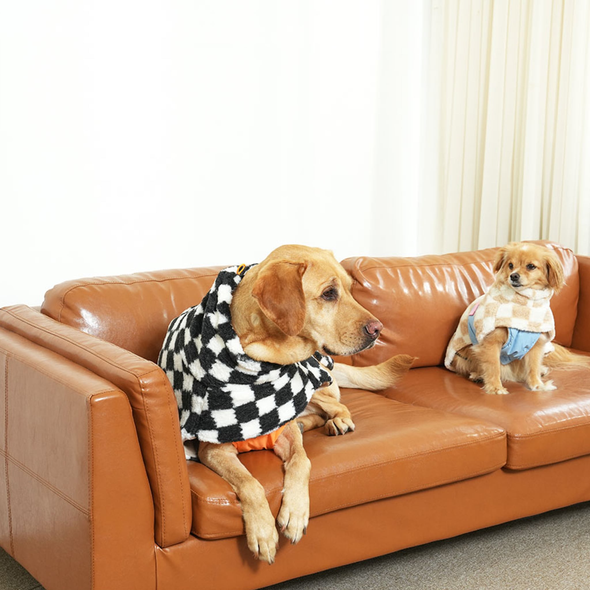 Small dog in beige and white chessboard fleece padding jacket and larger dog in black and white jacket.